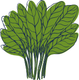 Sketched Lettuce